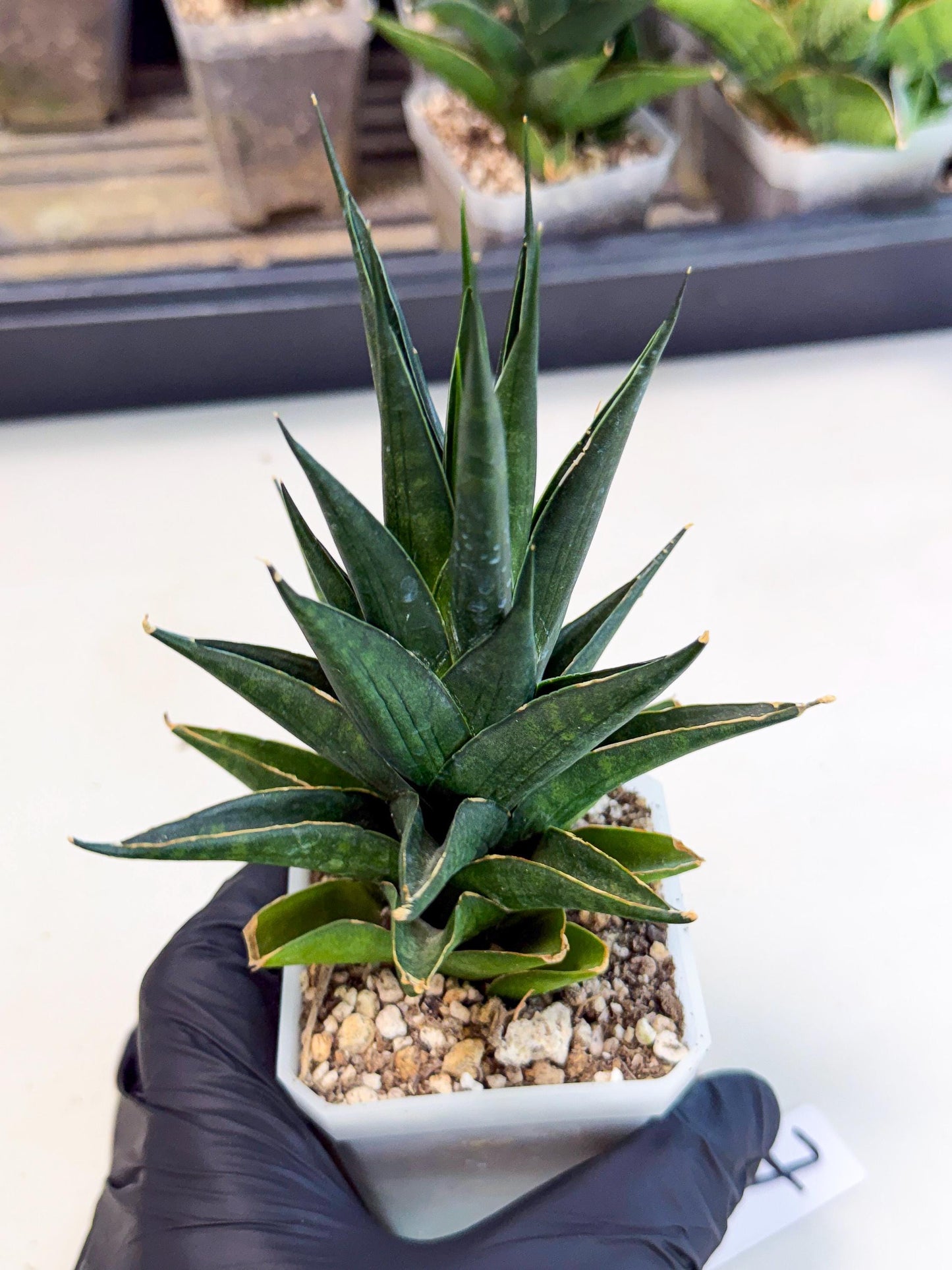 Sansevieria Boo (Ca1) (7) | Imported Plant