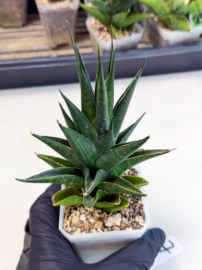 Sansevieria Boo (Ca1) (7) | Imported Plant
