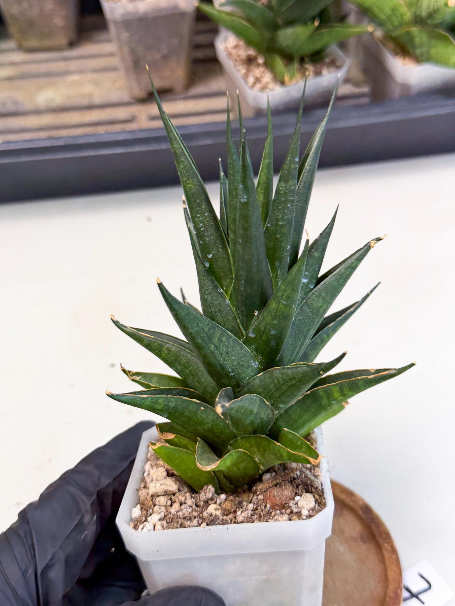 Sansevieria Boo (Ca1) (7) | Imported Plant