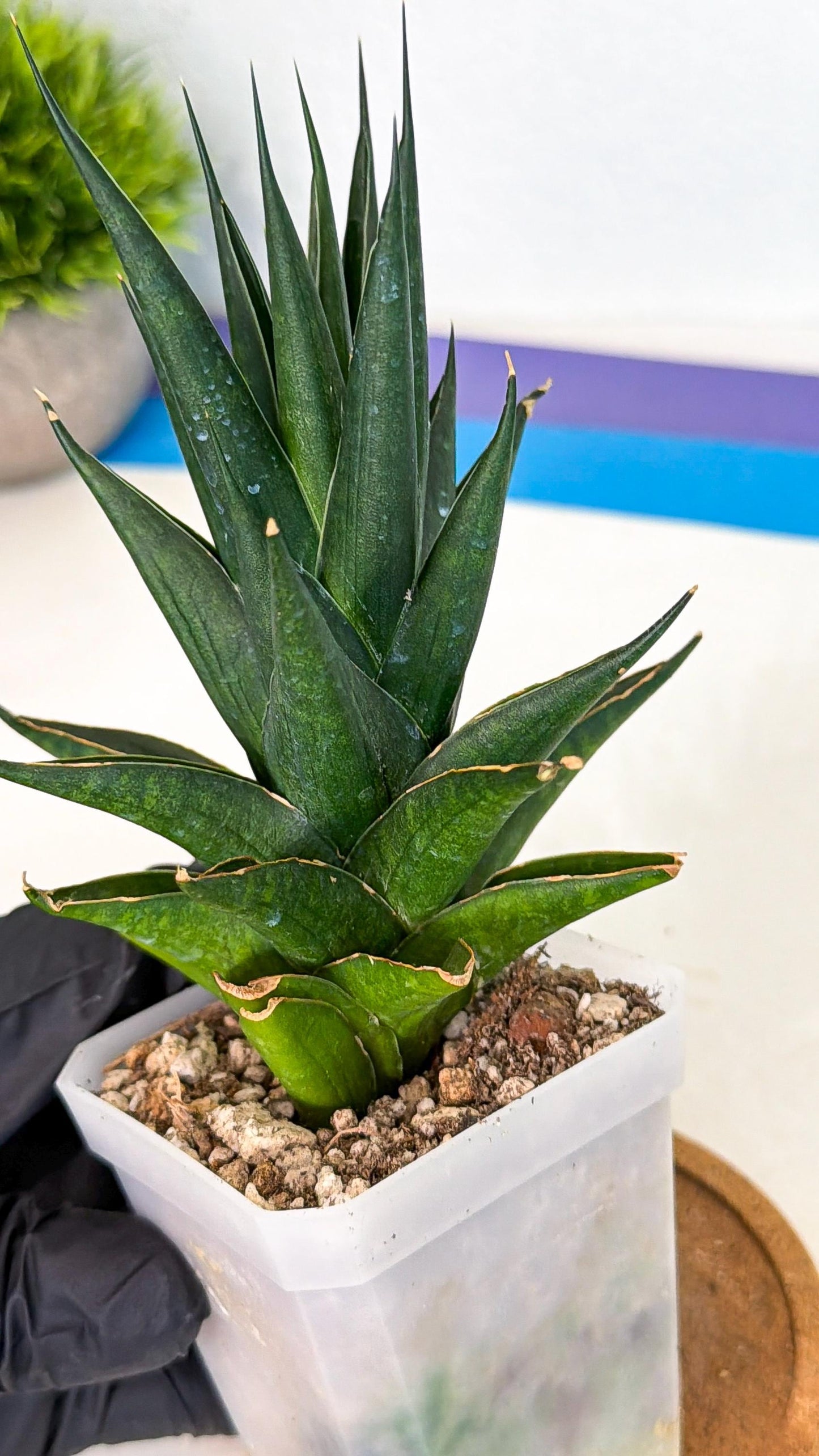 Sansevieria Boo (Ca1) (7) | Imported Plant
