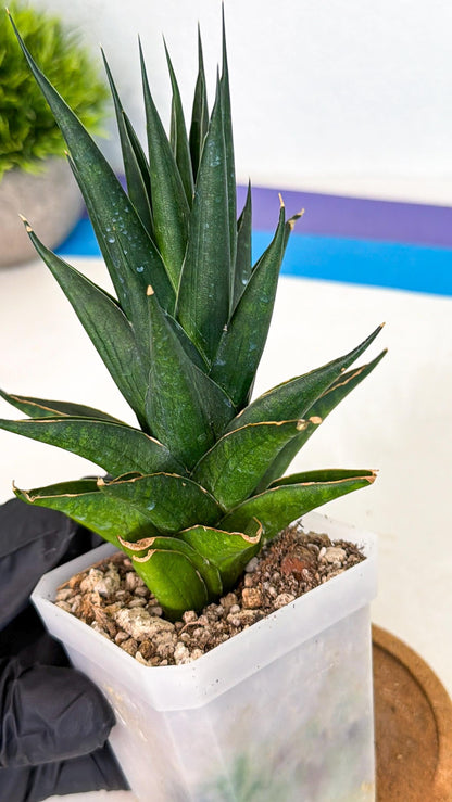 Sansevieria Boo (Ca1) (7) | Imported Plant