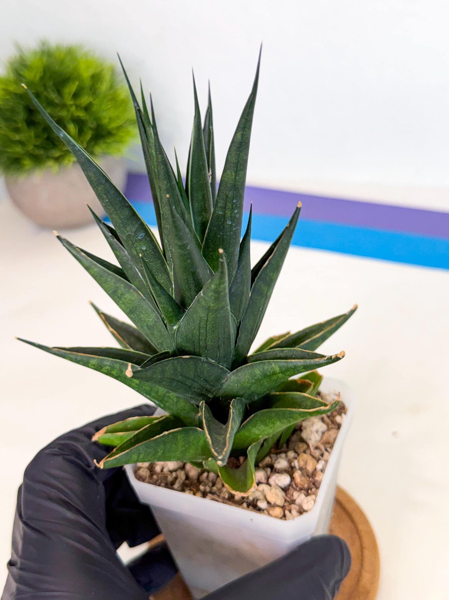 Sansevieria Boo (Ca1) (7) | Imported Plant