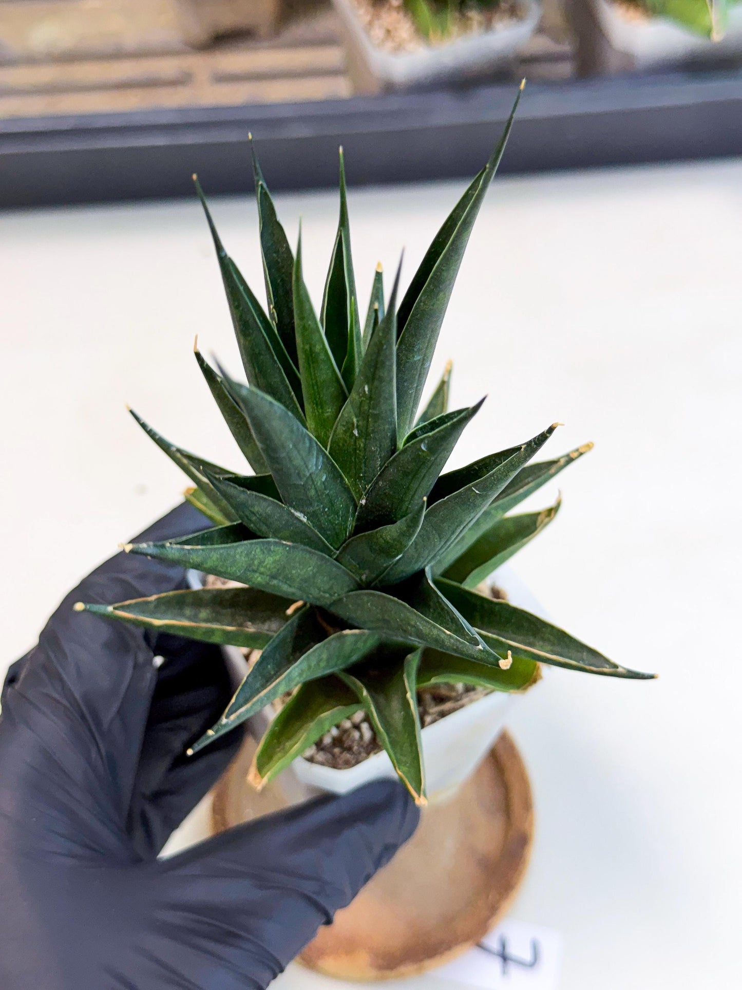 Sansevieria Boo (Ca1) (7) | Imported Plant