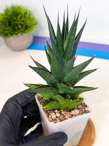 Sansevieria Boo (Ca1) (7) | Imported Plant