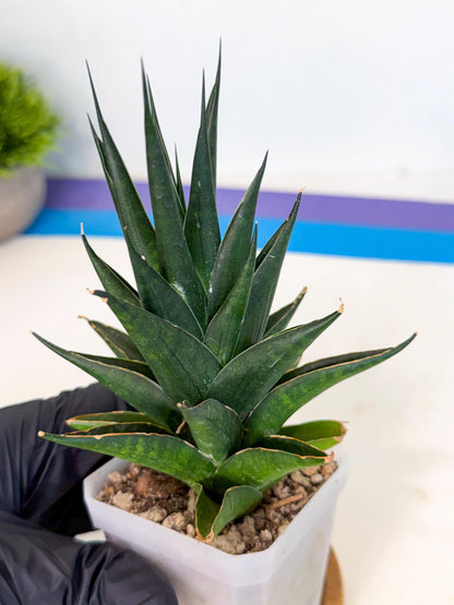 Sansevieria Boo (Ca1) (7) | Imported Plant