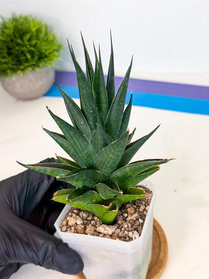 Sansevieria Boo (Ca1) (7) | Imported Plant