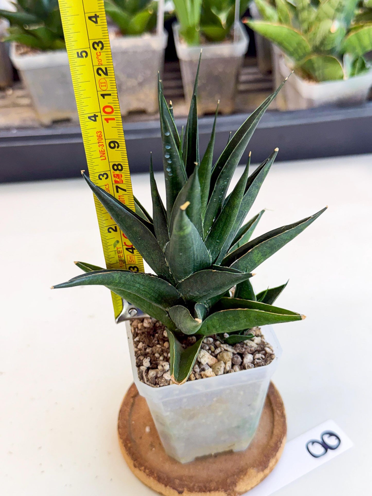 Sansevieria Boo (Ca1) (8) | Imported Plant