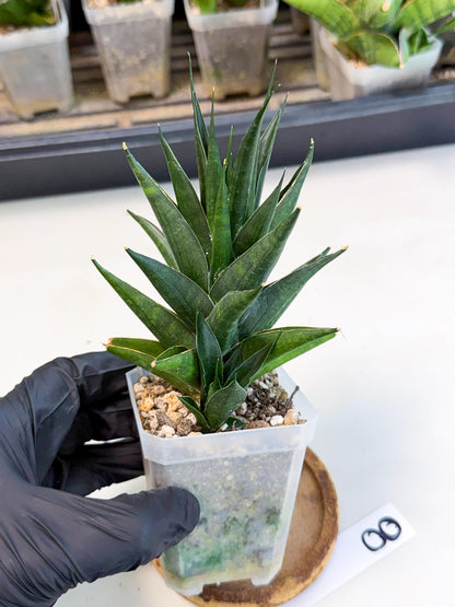 Sansevieria Boo (Ca1) (8) | Imported Plant