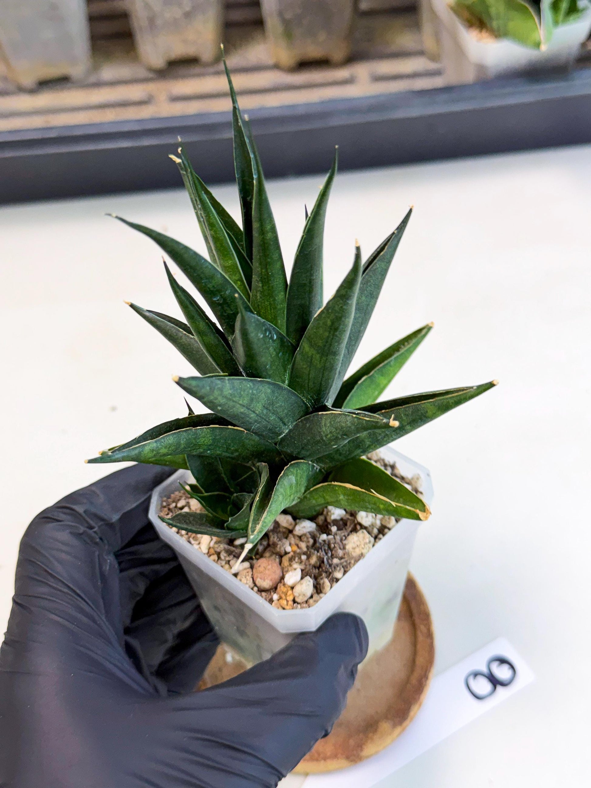 Sansevieria Boo (Ca1) (8) | Imported Plant