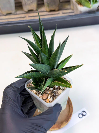 Sansevieria Boo (Ca1) (8) | Imported Plant