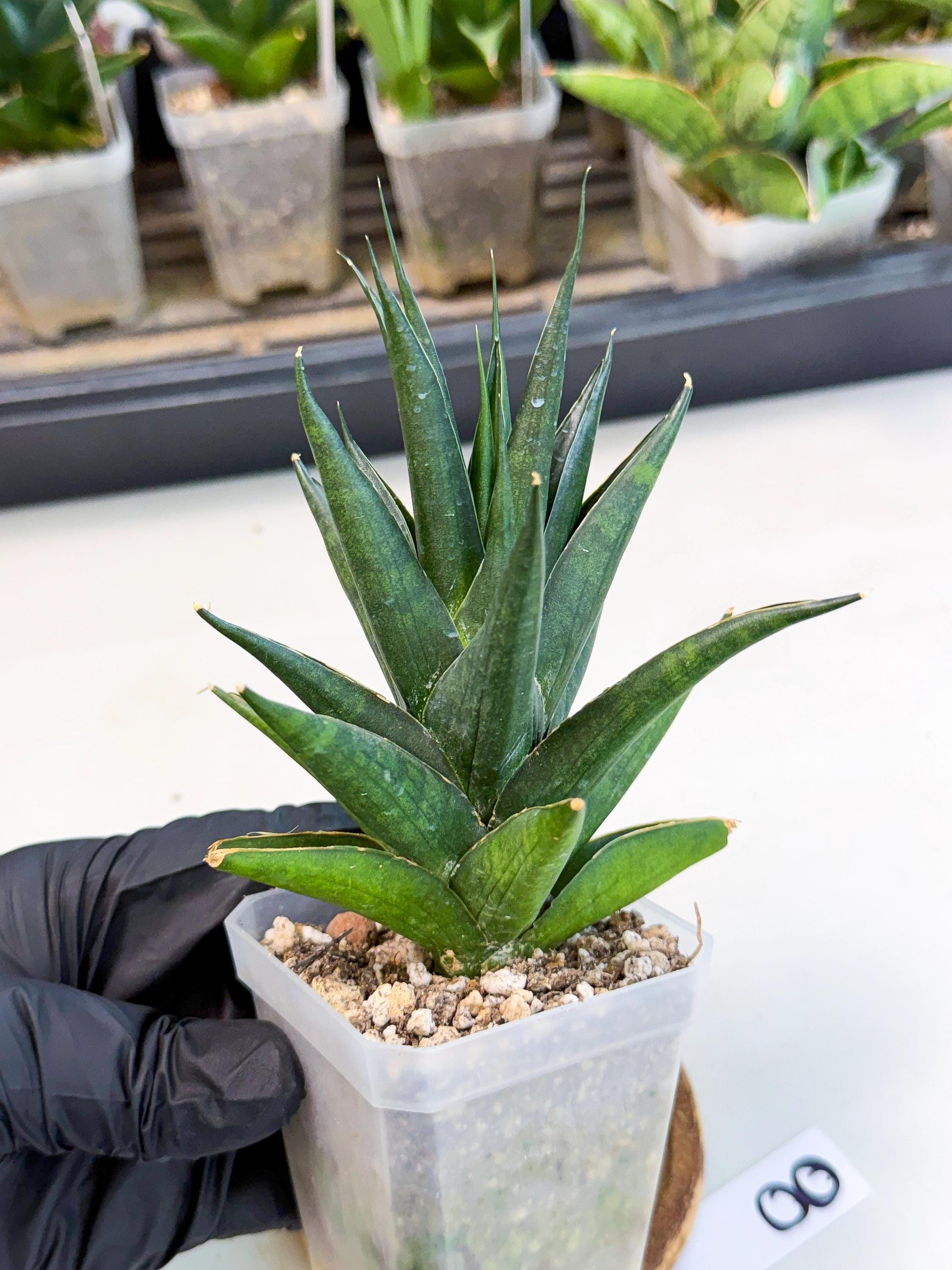 Sansevieria Boo (Ca1) (8) | Imported Plant