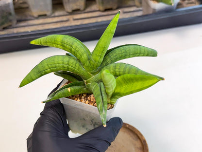 Sansevieria Lemon (ca1) (9) | Rare Hybrid