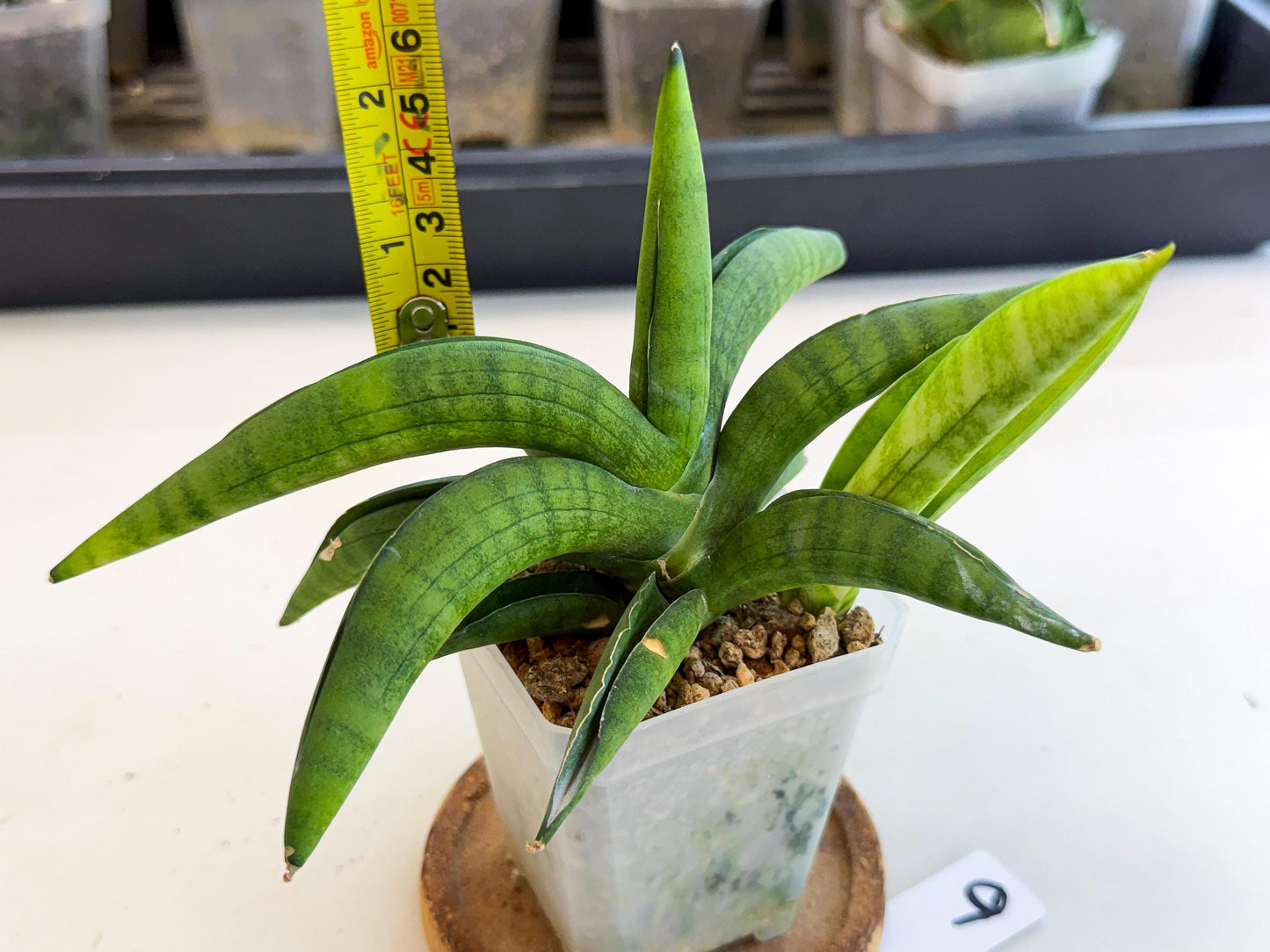Sansevieria Lemon (ca1) (9) | Rare Hybrid