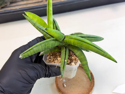 Sansevieria Lemon (ca1) (9) | Rare Hybrid