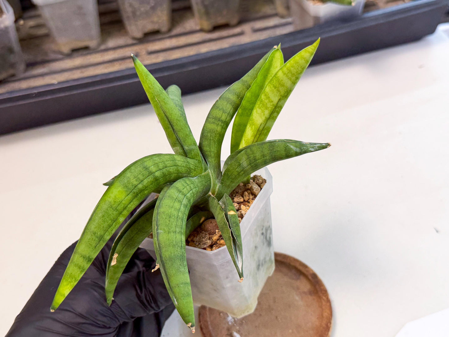 Sansevieria Lemon (ca1) (9) | Rare Hybrid