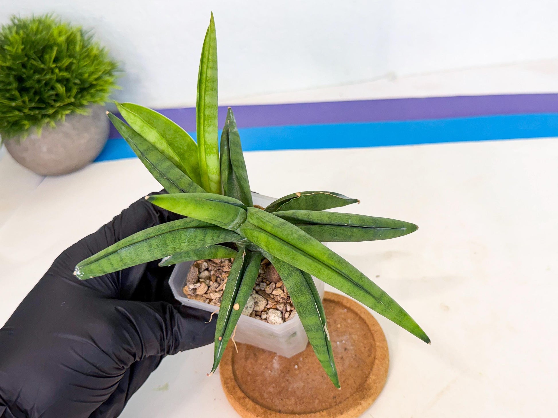 Sansevieria Lemon (ca1) (9) | Rare Hybrid