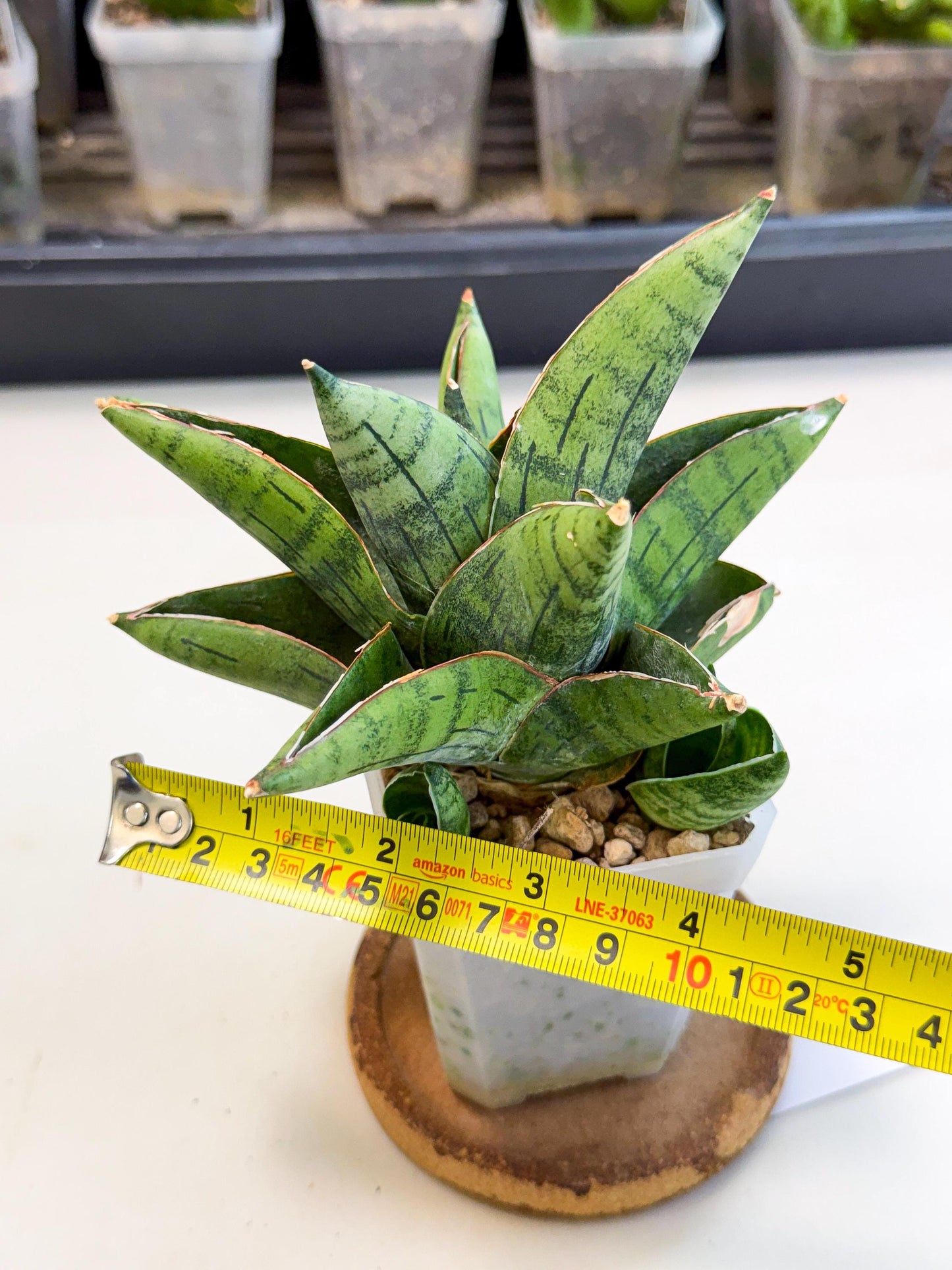 Sansevieria Jumbo (ca1) (10) | Rare Import