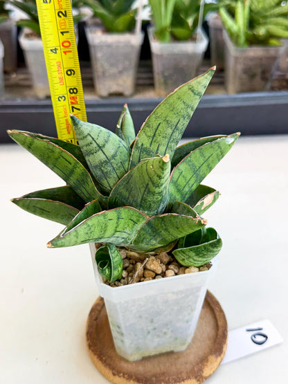 Sansevieria Jumbo (ca1) (10) | Rare Import