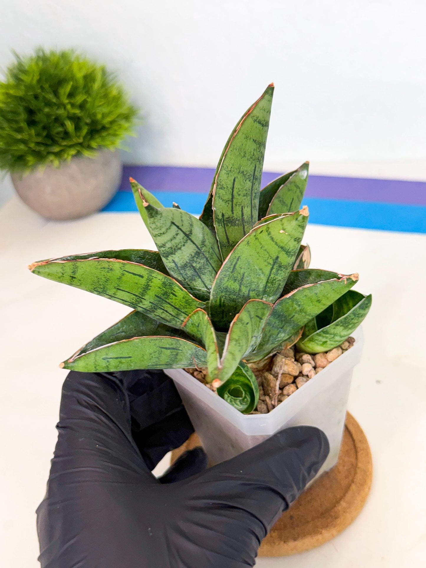 Sansevieria Jumbo (ca1) (10) | Rare Import