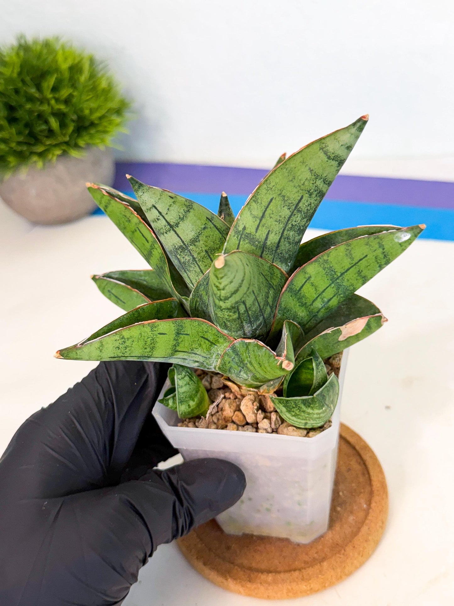 Sansevieria Jumbo (ca1) (10) | Rare Import