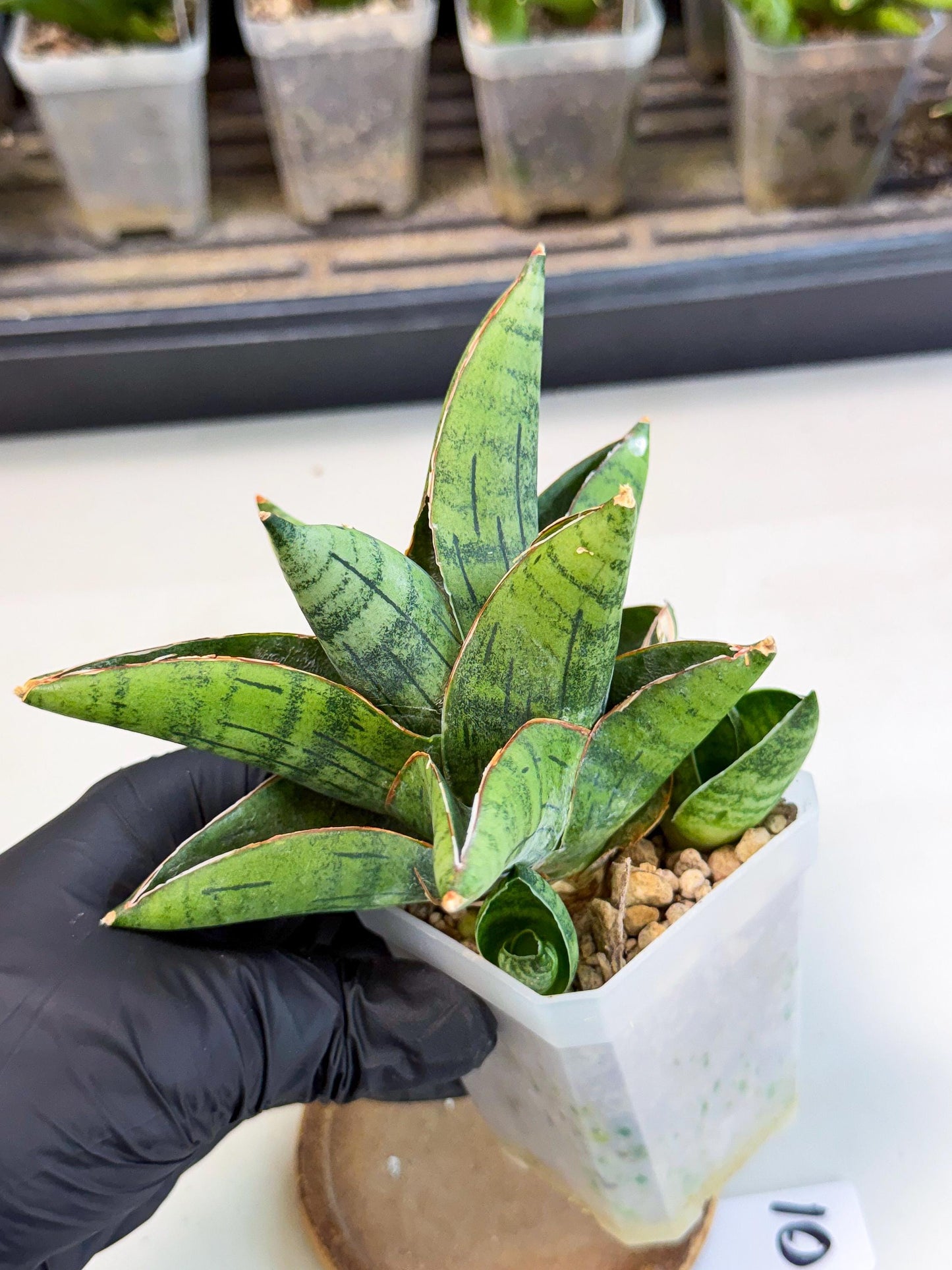 Sansevieria Jumbo (ca1) (10) | Rare Import