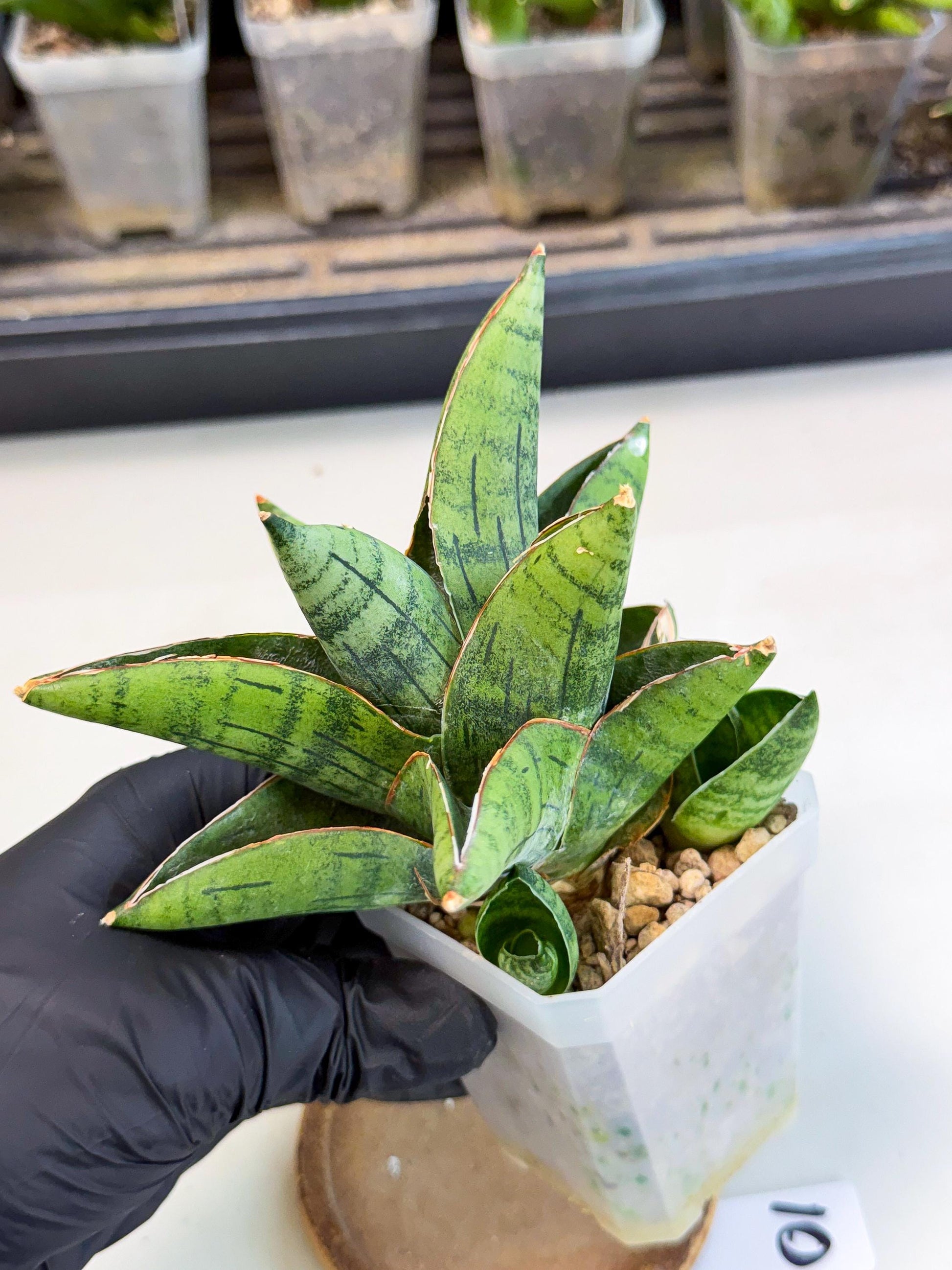 Sansevieria Jumbo (ca1) (10) | Rare Import