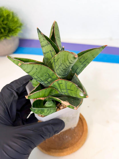 Sansevieria Jumbo (ca1) (10) | Rare Import