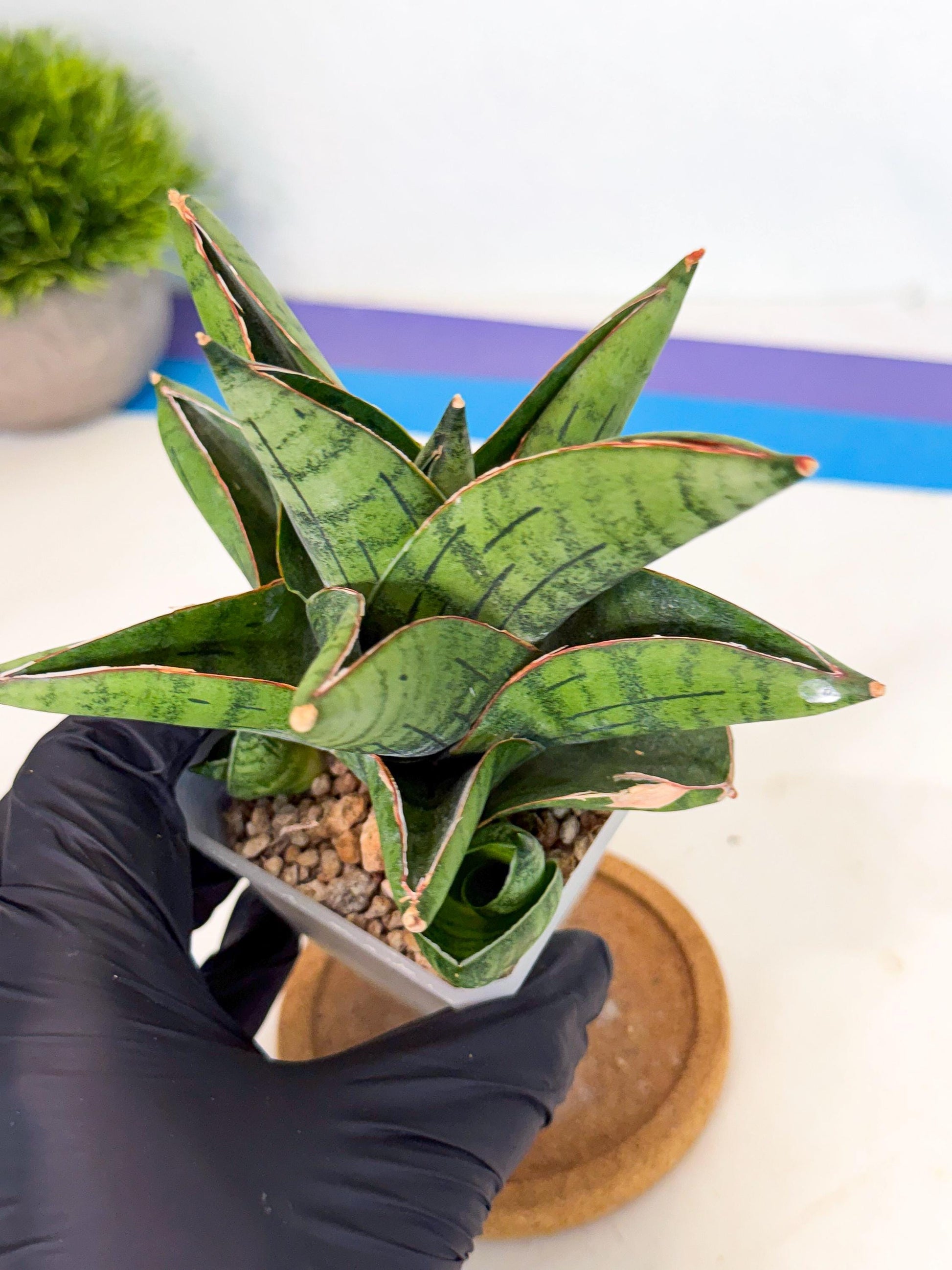 Sansevieria Jumbo (ca1) (10) | Rare Import