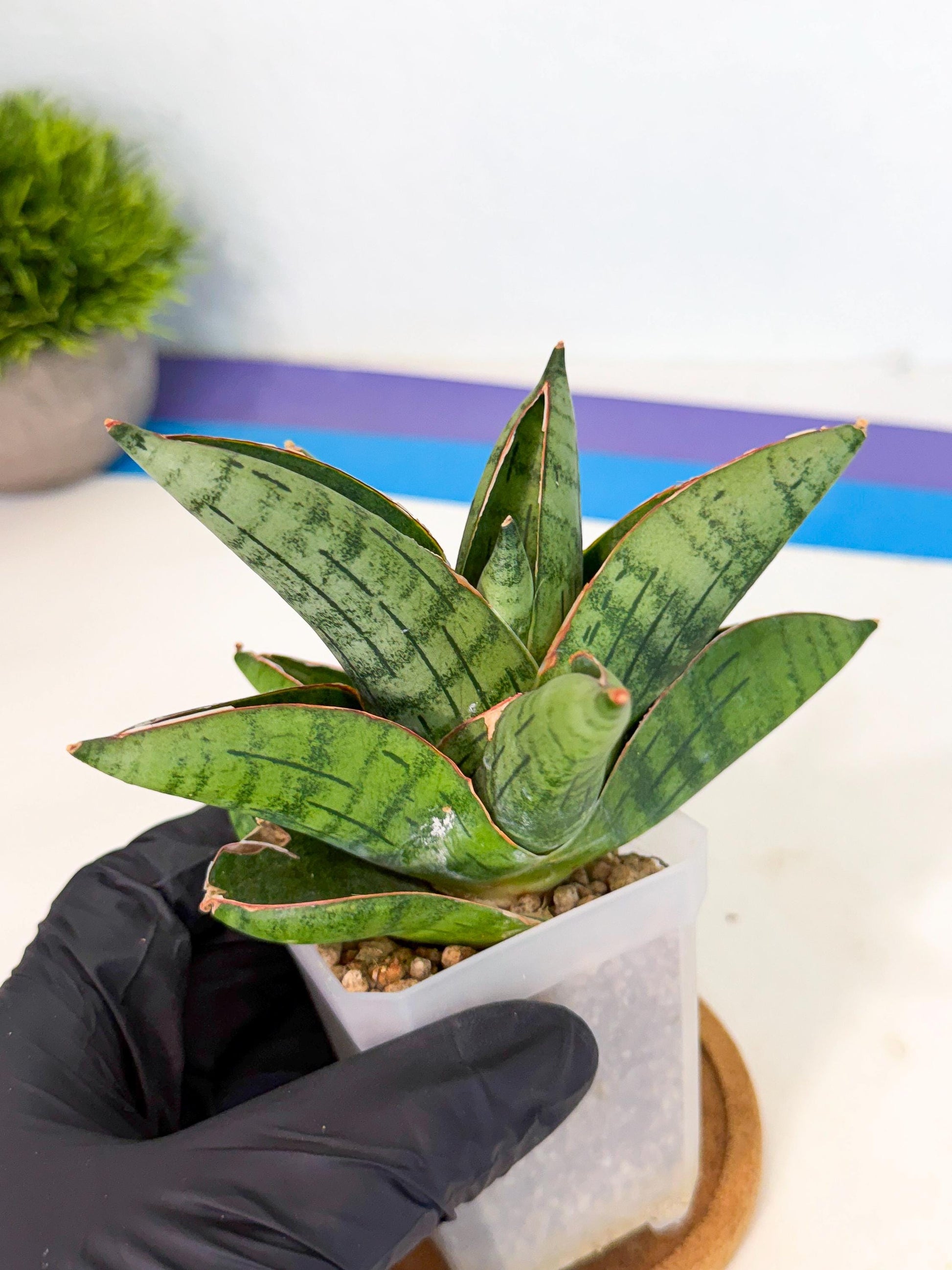 Sansevieria Jumbo (ca1) (10) | Rare Import