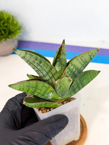 Sansevieria Jumbo (ca1) (10) | Rare Import