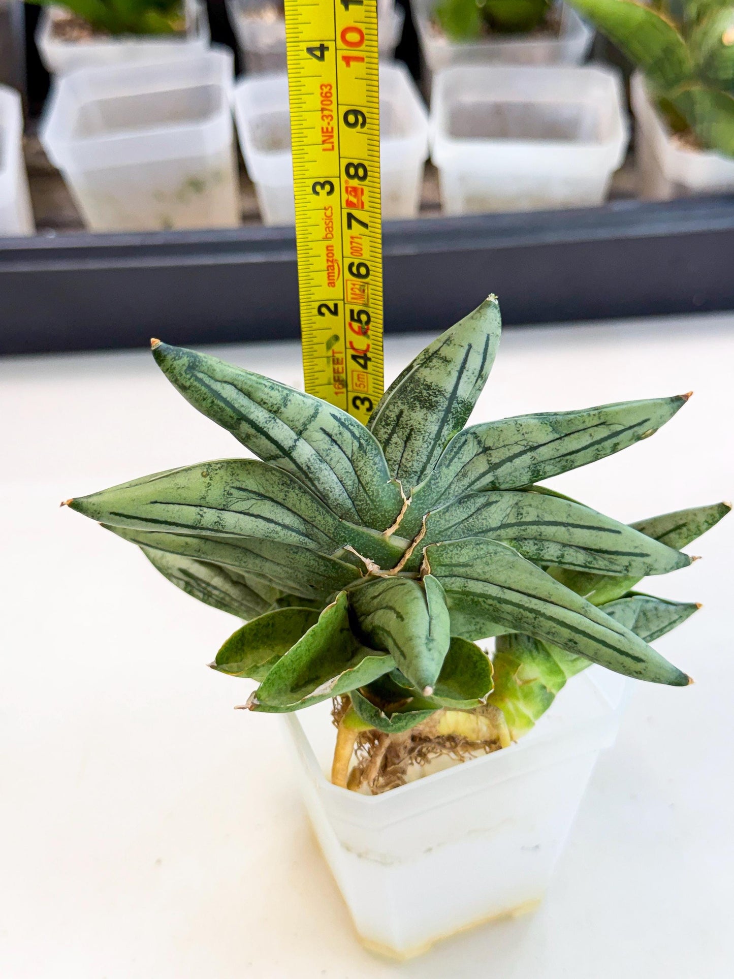 Sansevieria Melon (ca1) (11) | Rare Hybrids