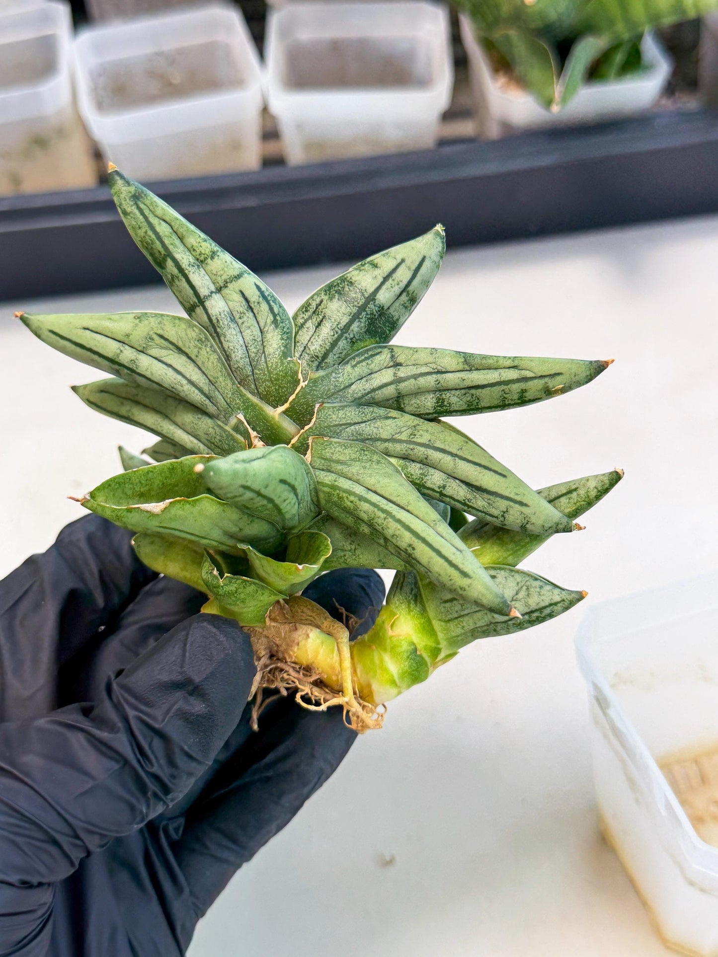 Sansevieria Melon (ca1) (11) | Rare Hybrids