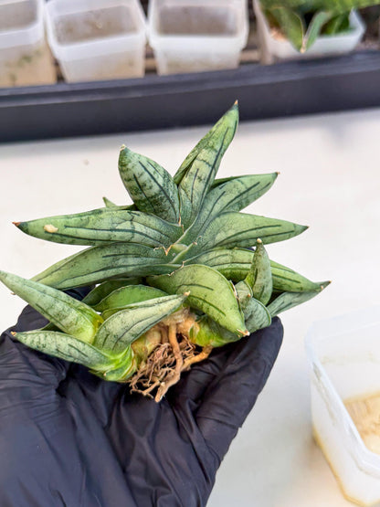 Sansevieria Melon (ca1) (11) | Rare Hybrids