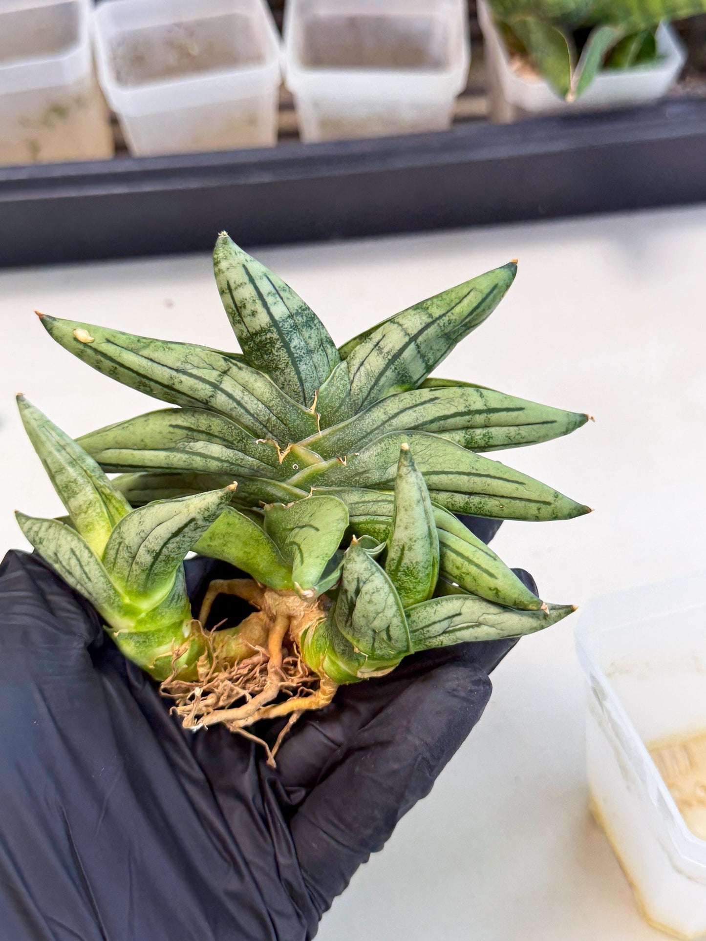 Sansevieria Melon (ca1) (11) | Rare Hybrids