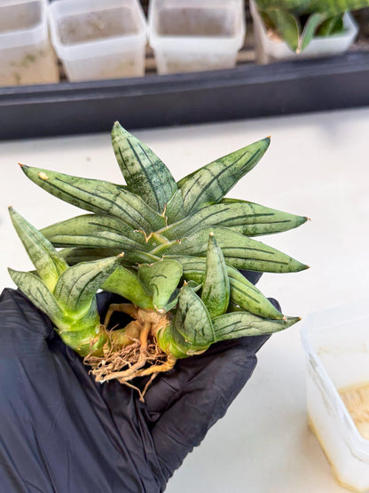 Sansevieria Melon (ca1) (11) | Rare Hybrids