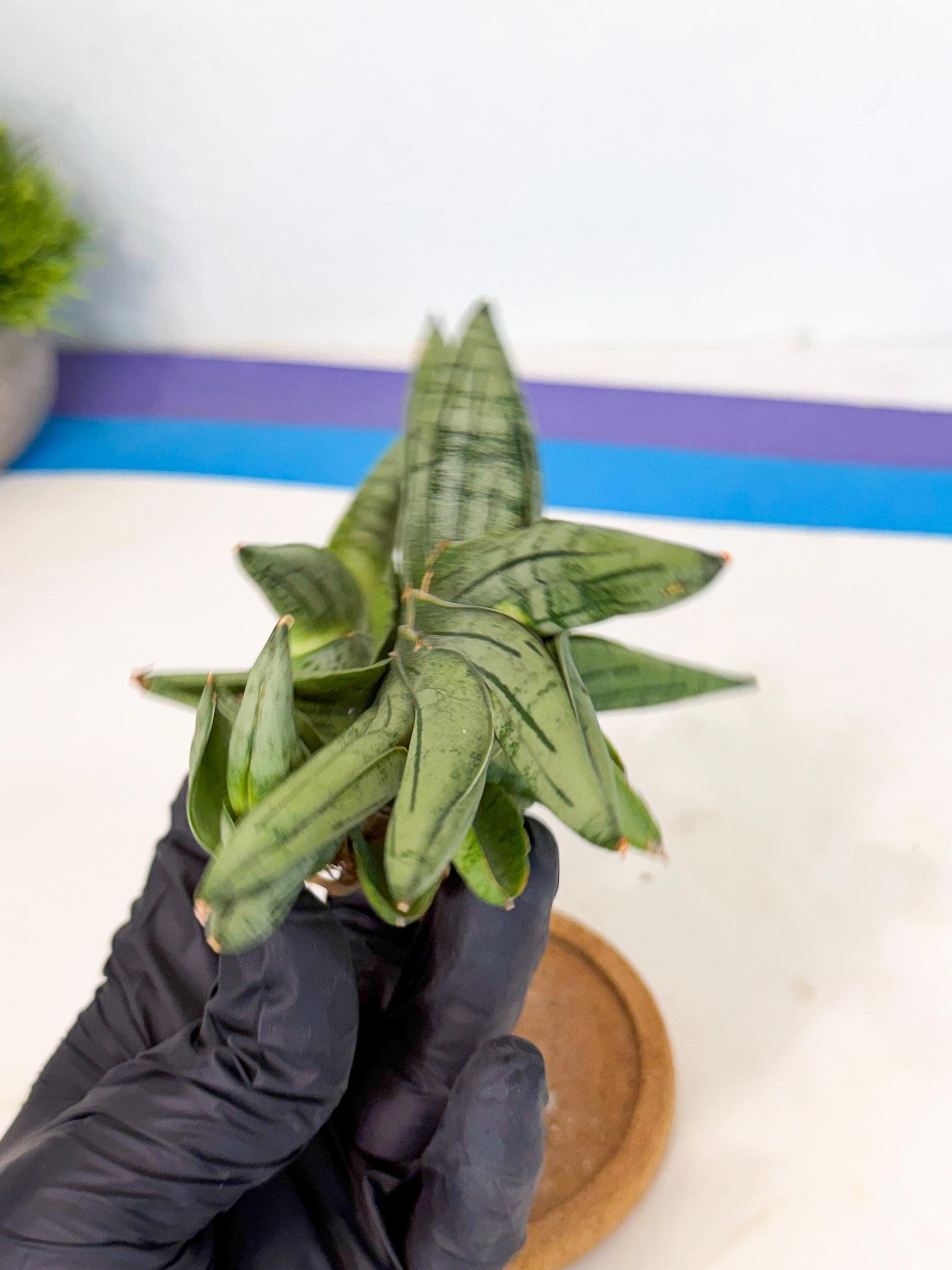 Sansevieria Melon (ca1) (11) | Rare Hybrids