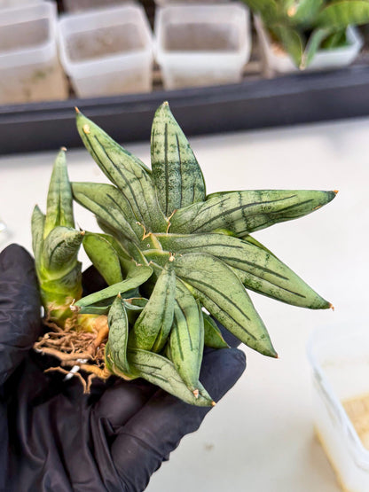 Sansevieria Melon (ca1) (11) | Rare Hybrids