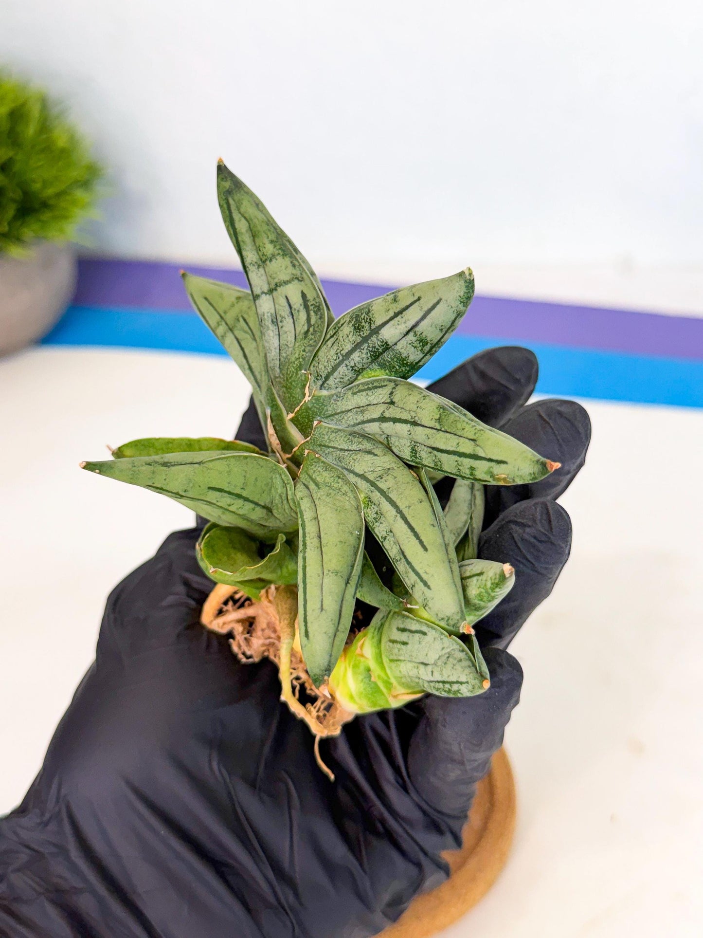 Sansevieria Melon (ca1) (11) | Rare Hybrids