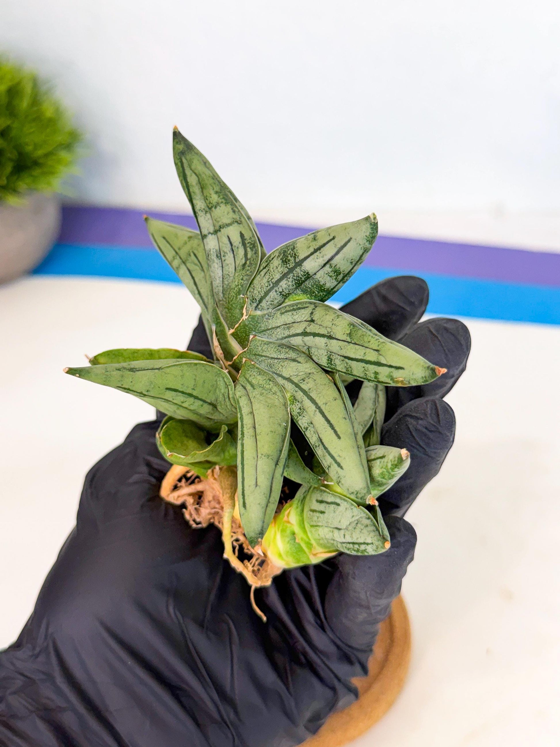 Sansevieria Melon (ca1) (11) | Rare Hybrids