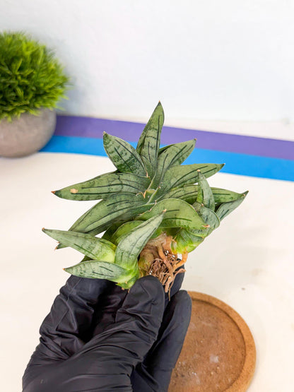 Sansevieria Melon (ca1) (11) | Rare Hybrids