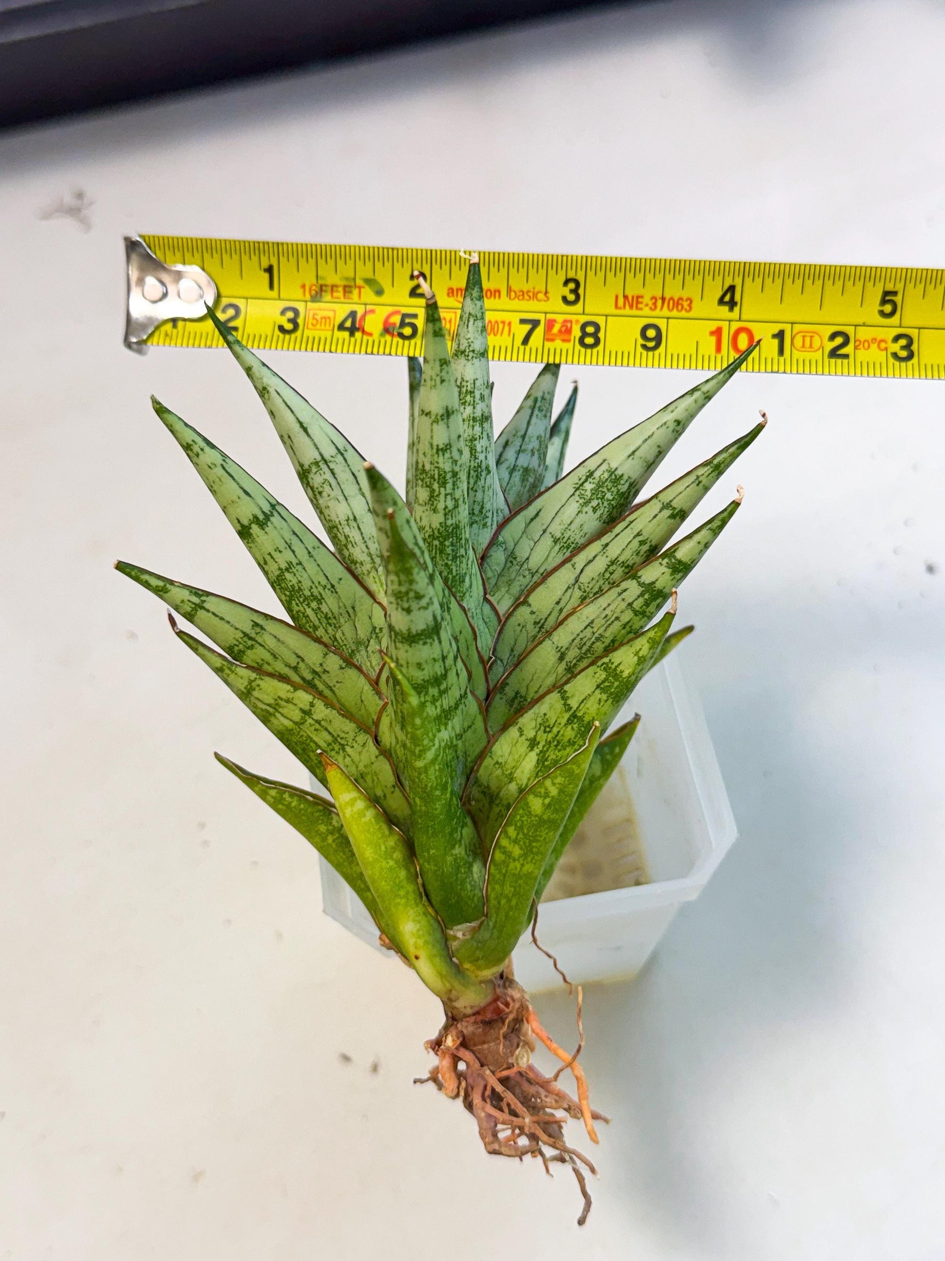 Sansevieria Peridot (ca1) (12) | Imported Sansevieria