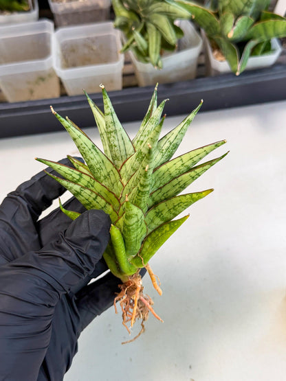 Sansevieria Peridot (ca1) (12) | Imported Sansevieria