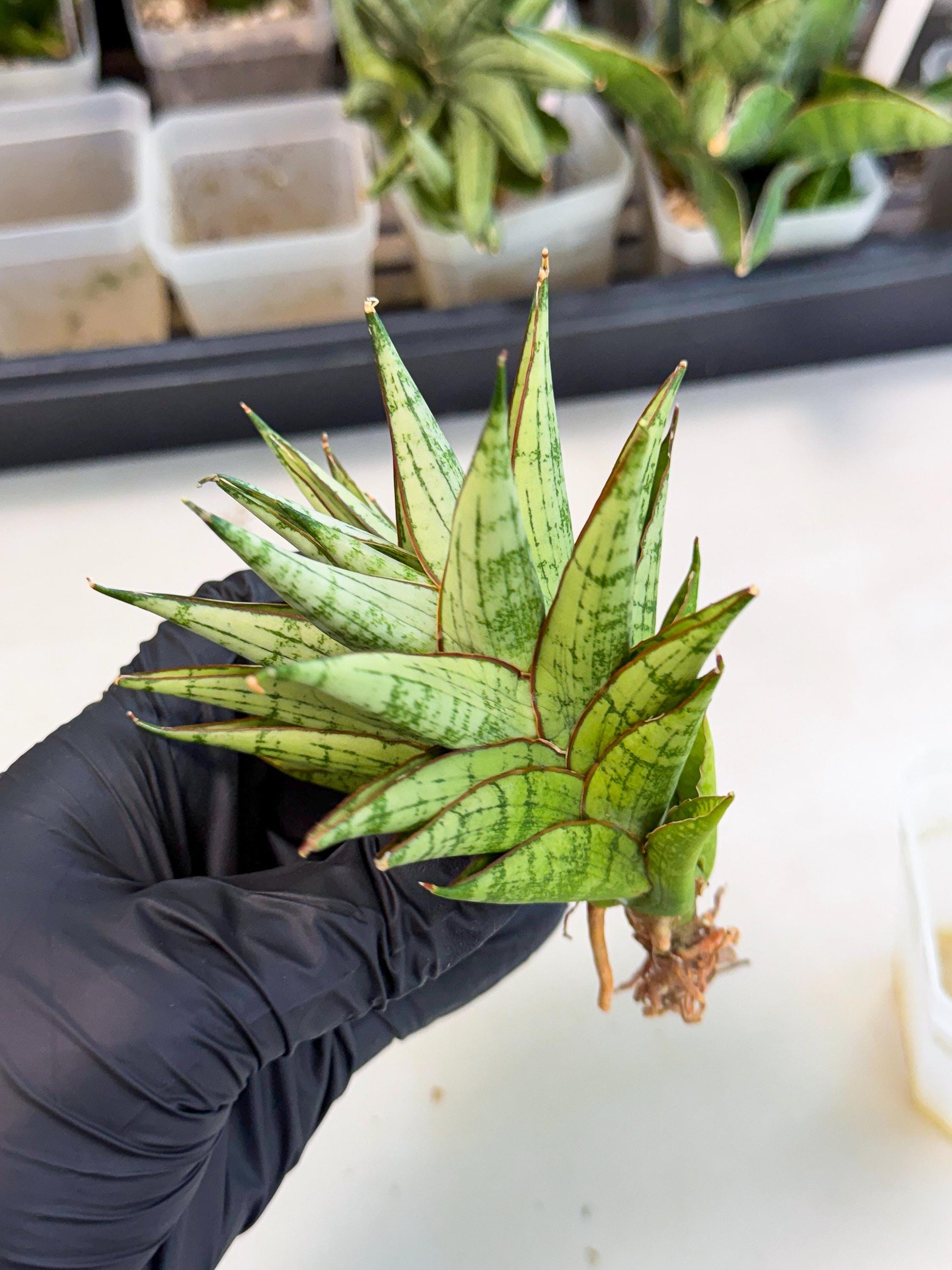 Sansevieria Peridot (ca1) (12) | Imported Sansevieria