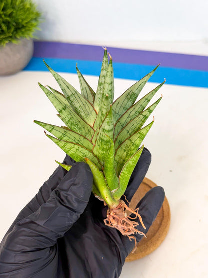Sansevieria Peridot (ca1) (12) | Imported Sansevieria