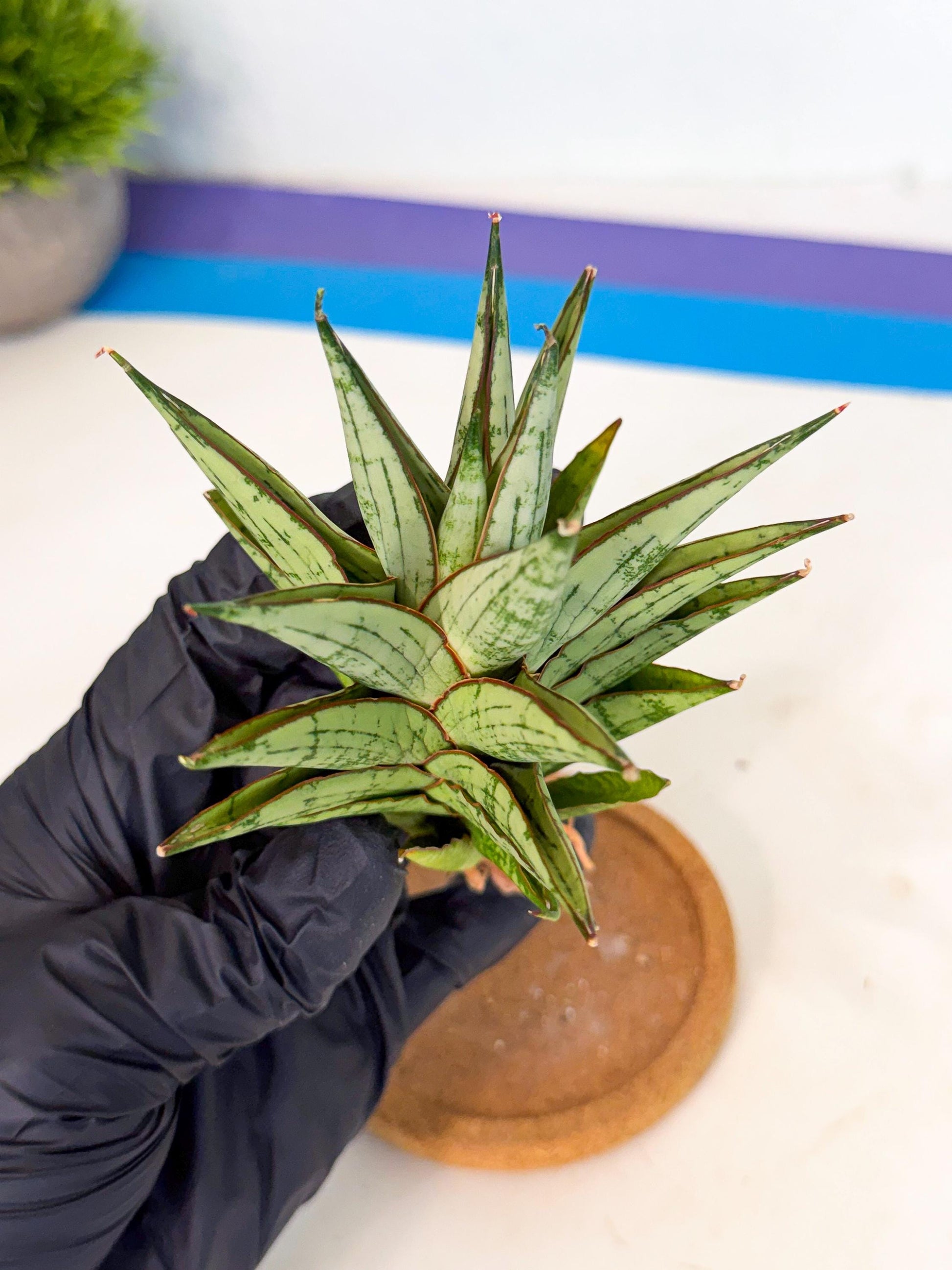 Sansevieria Peridot (ca1) (12) | Imported Sansevieria