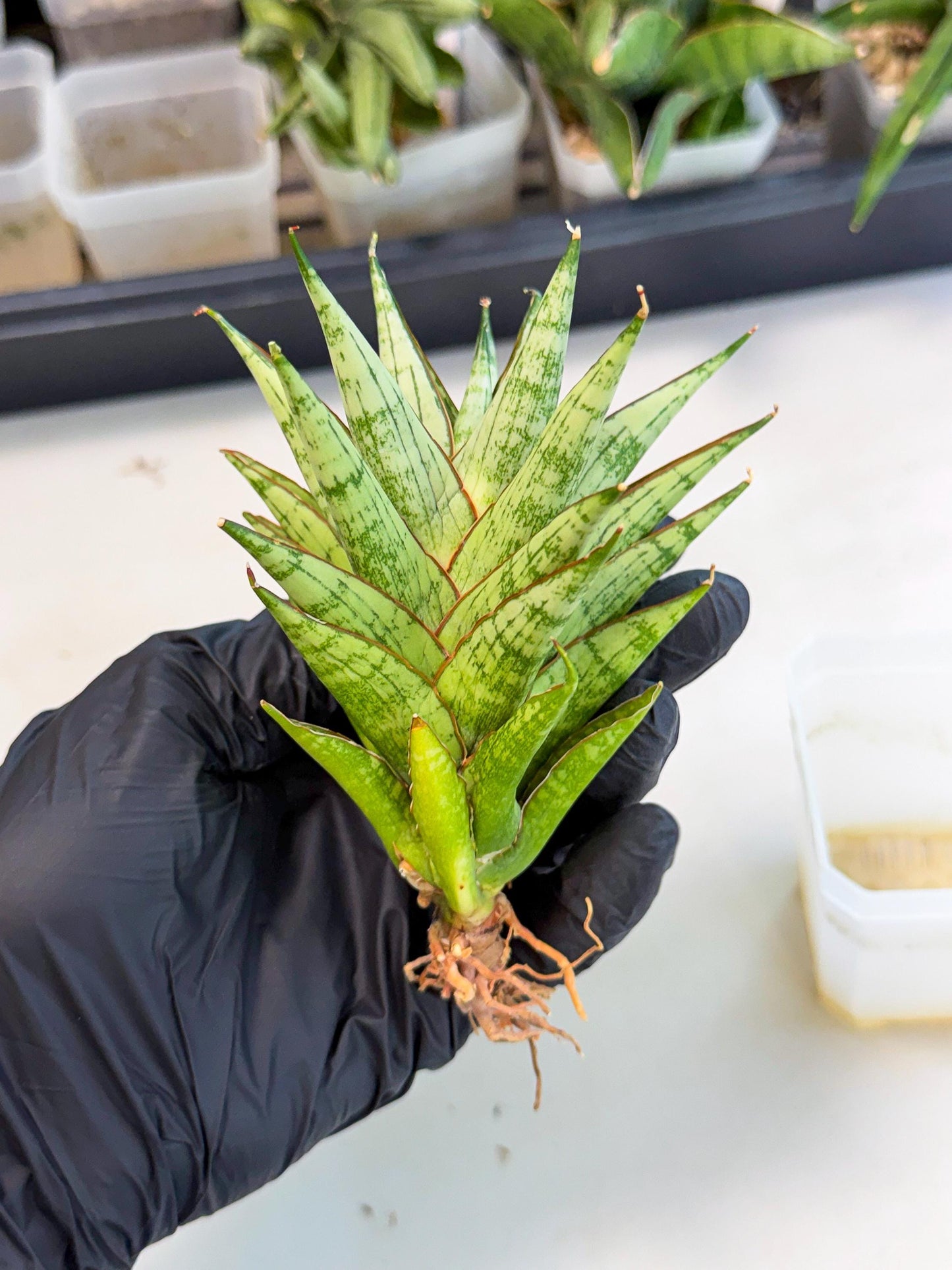 Sansevieria Peridot (ca1) (12) | Imported Sansevieria