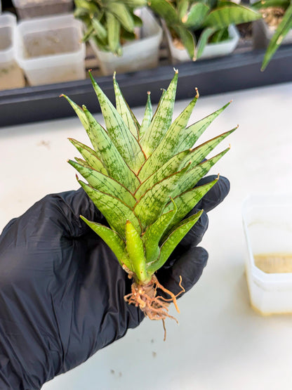 Sansevieria Peridot (ca1) (12) | Imported Sansevieria