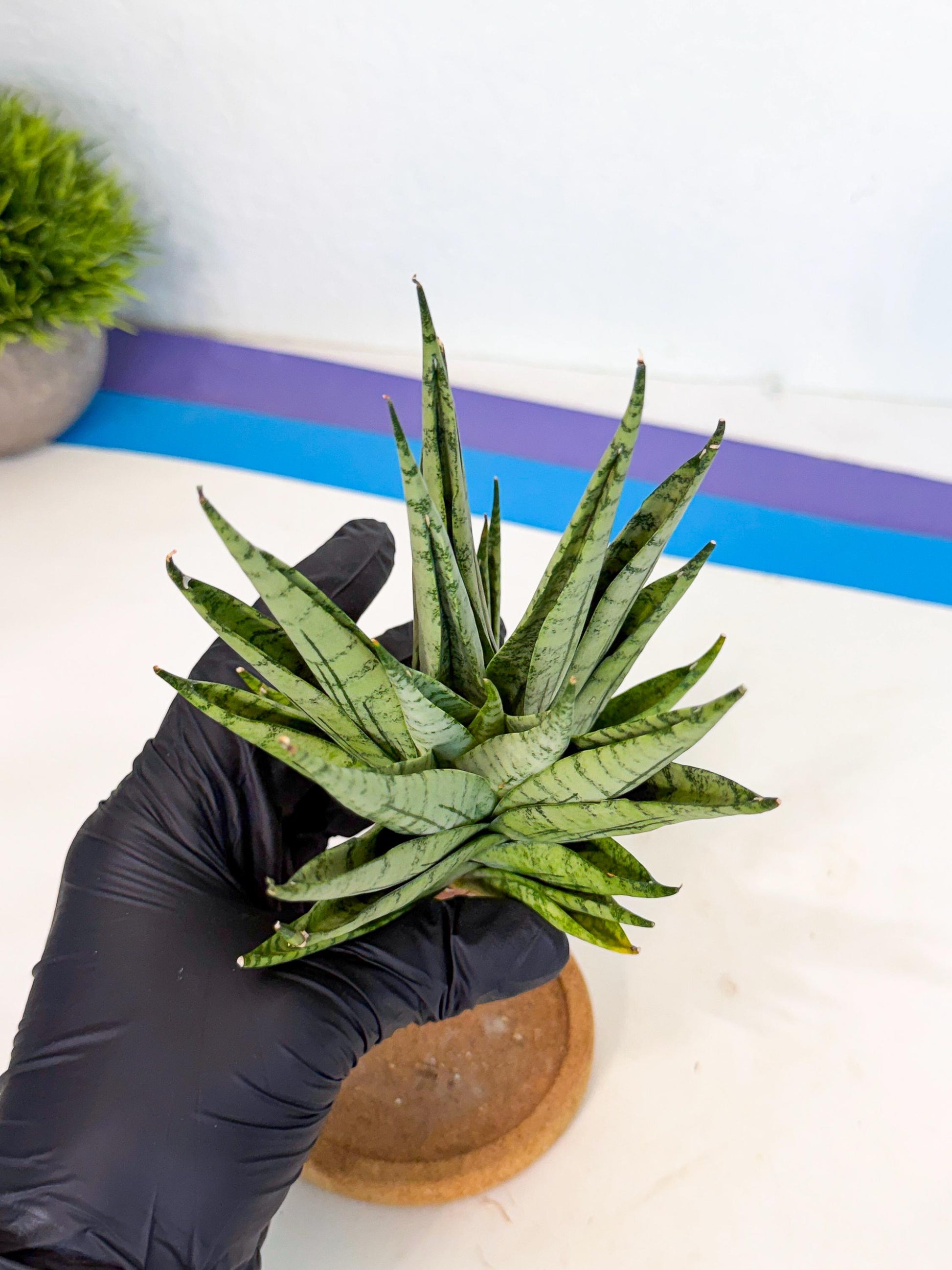 Sansevieria Himalayan (ca1) (13) | Imported Plants