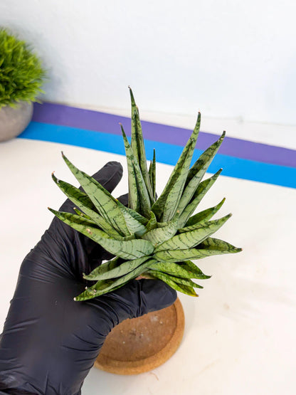 Sansevieria Himalayan (ca1) (13) | Imported Plants