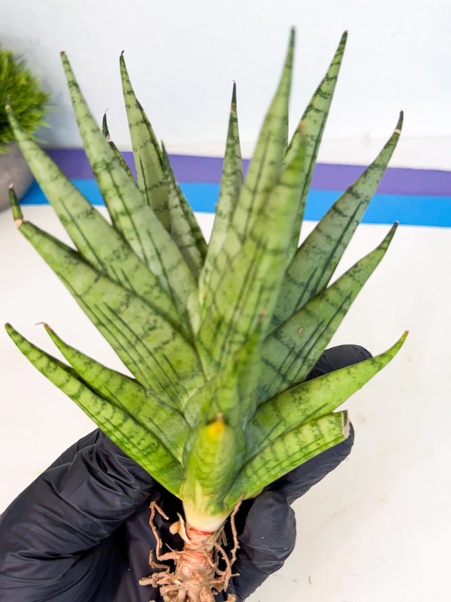 Sansevieria Himalayan (ca1) (13) | Imported Plants